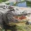 Critchlow Alligator Sanctuary logo