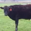 Great Malus Beef at the Clatskanie Farmers Market logo