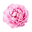 Presch Petals logo