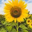 Sunflower Natural Foods logo